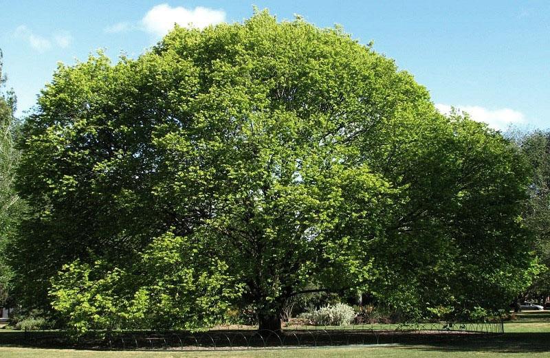 einzigartiger Baum mit heilenden Eigenschaften