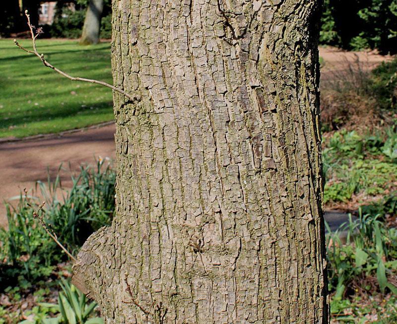 there are many useful components in the bark