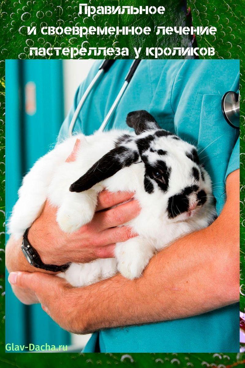 treatment of pasteurellosis in rabbits