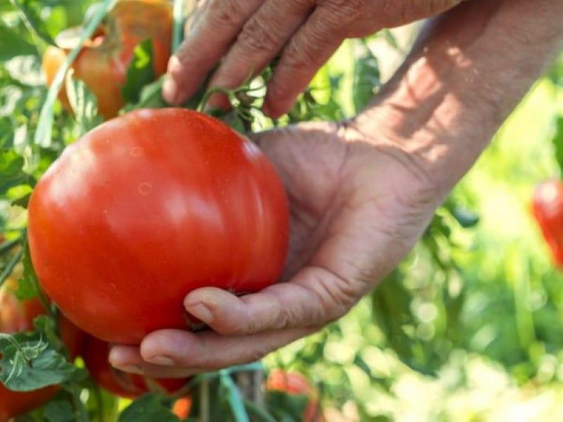 nejlepší odrůdy rajčat pro Sibiř
