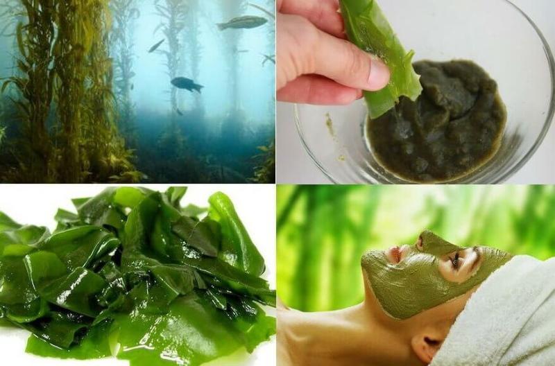 đặc tính hữu ích của tảo bẹ