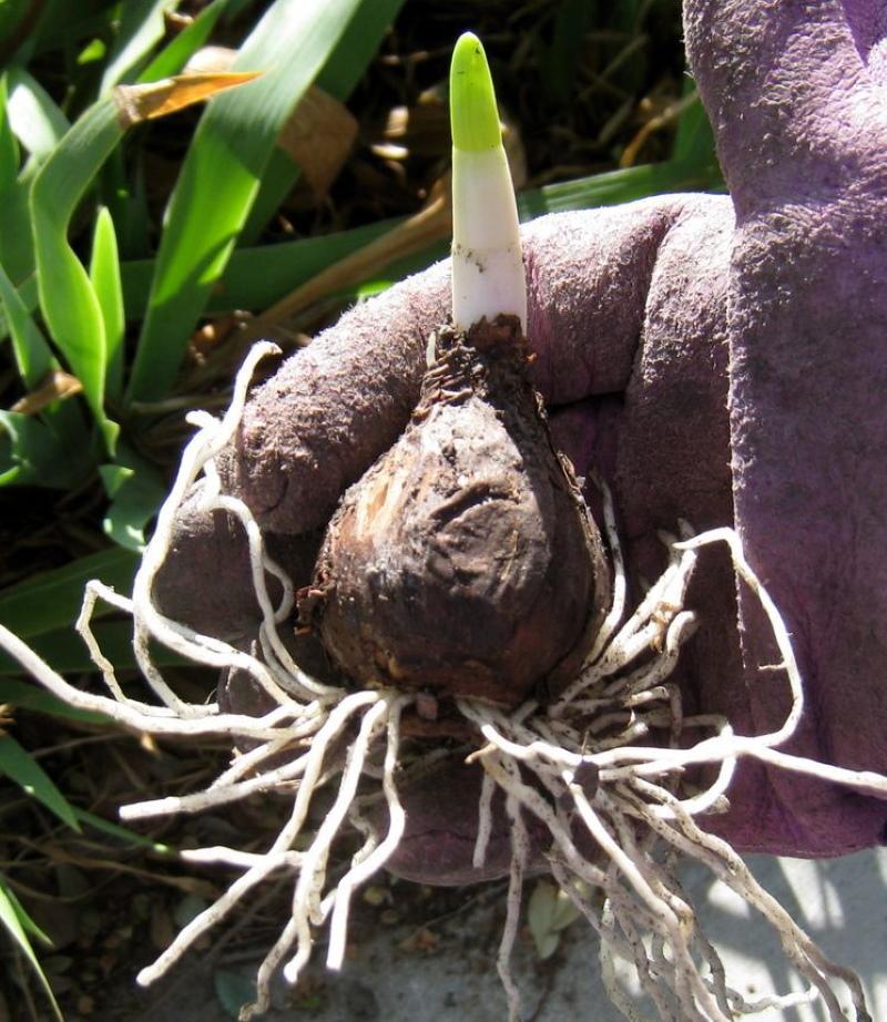 bulbo de narciso com raízes