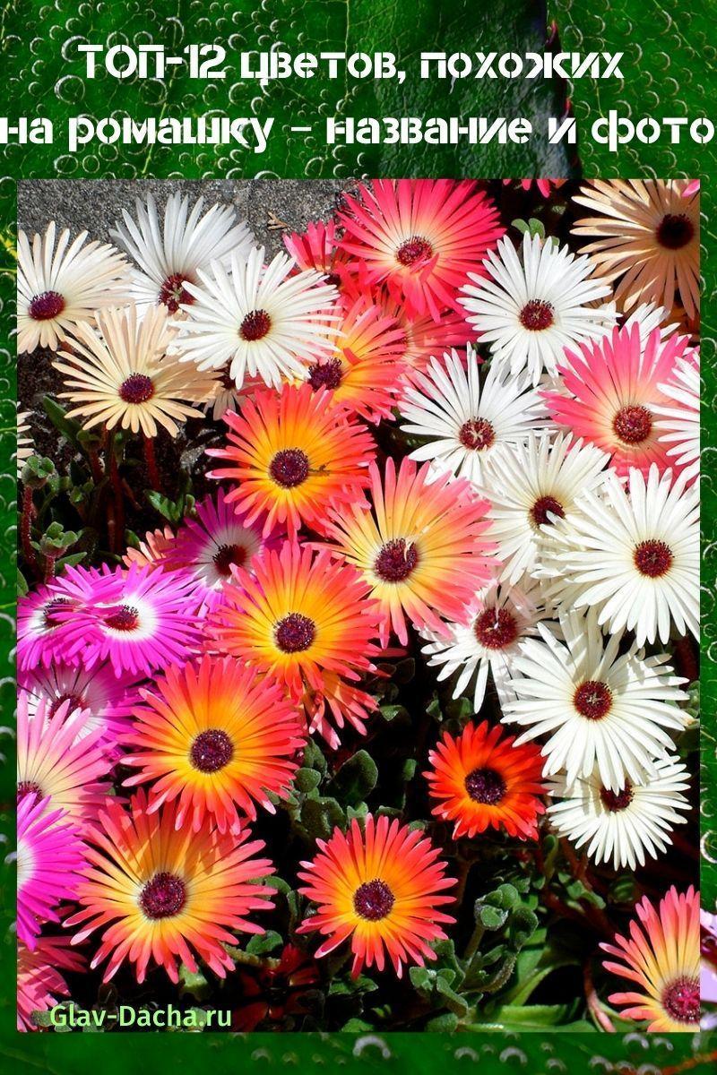 nombre y foto de flores similares a la manzanilla
