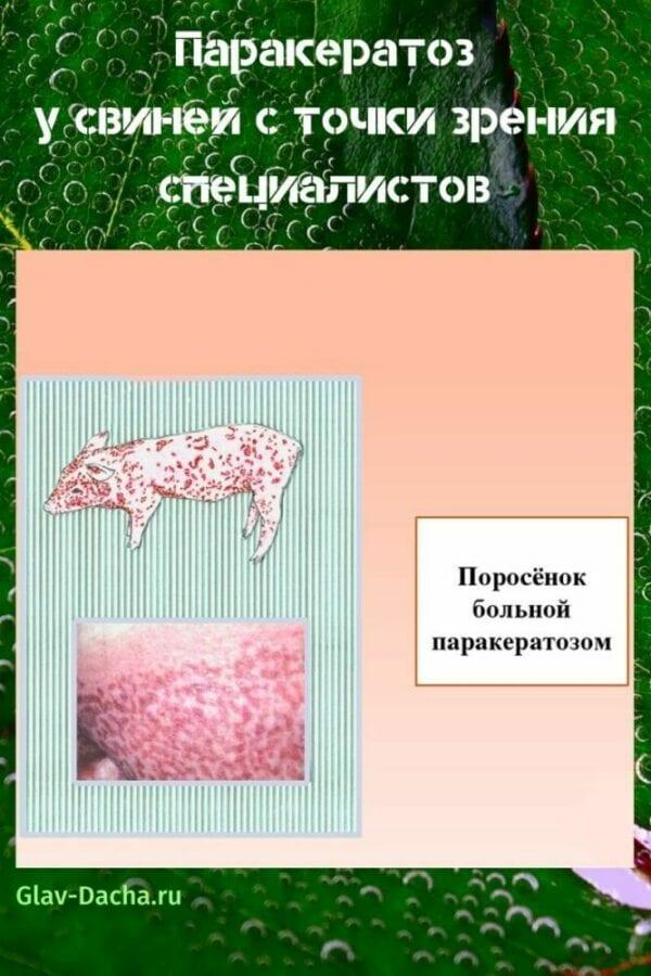 bệnh parakeratosis ở lợn