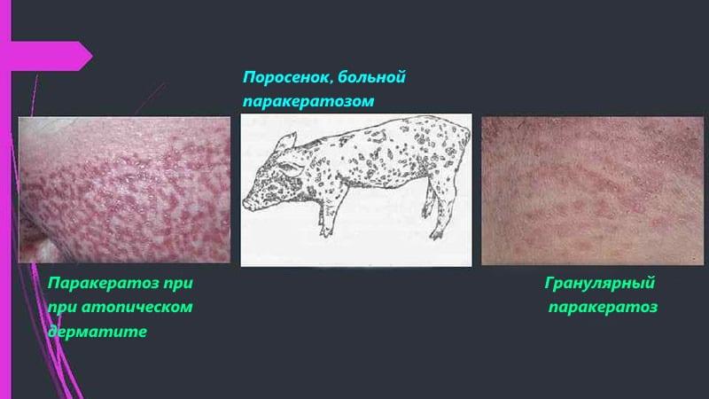 diagnos av parakeratos hos grisar