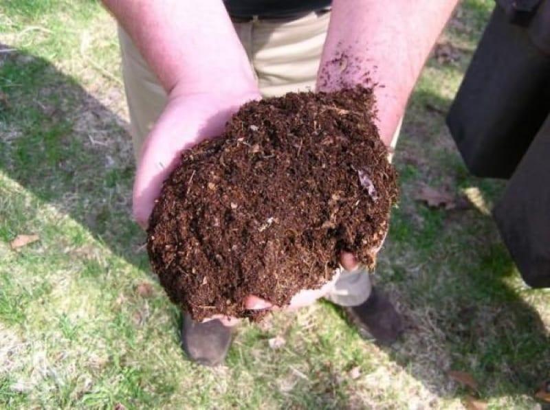 preparação do solo para framboesas