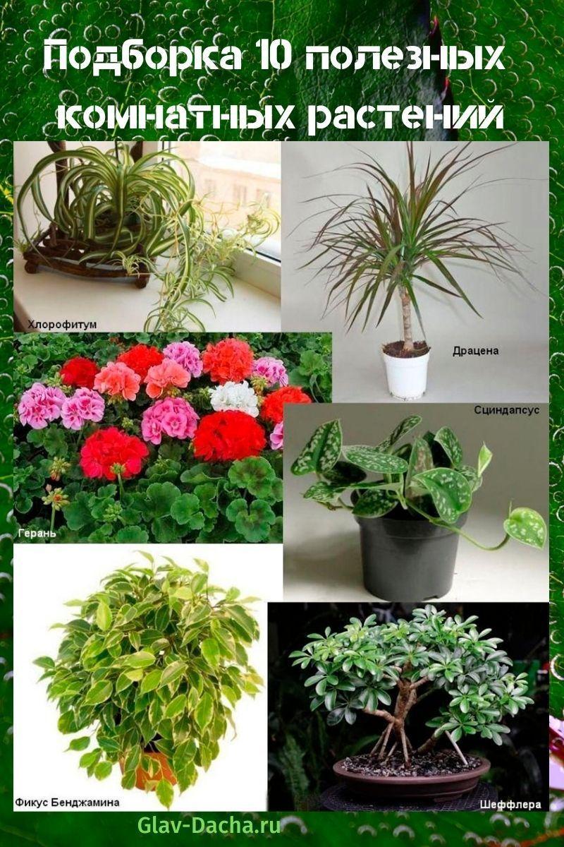 užitočné izbové rastliny