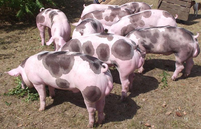 Pietrain svin raser på gårdsplassen