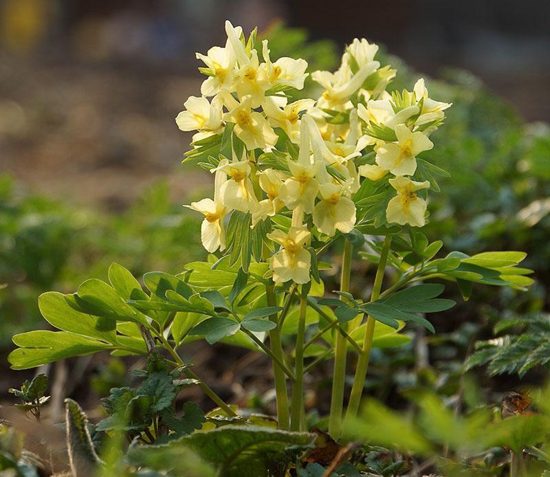 corydalis blomsterstand