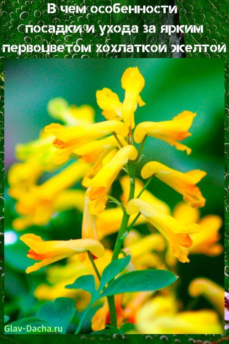 plantering och vård av krönig gul