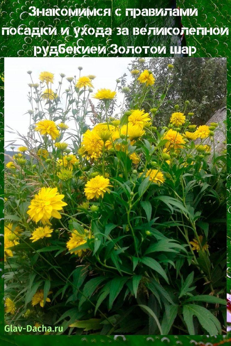 het planten en verzorgen van rudbeckia gouden bal
