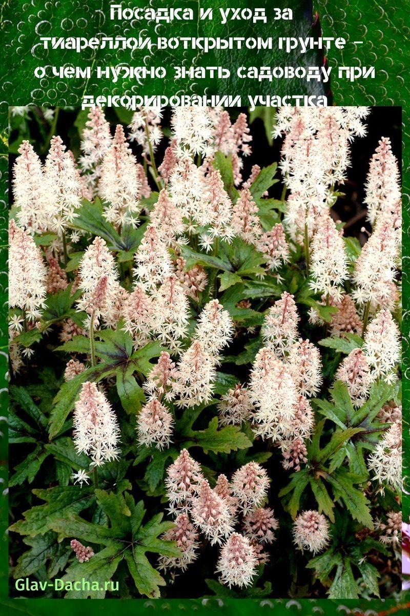 planting and caring for tiarella in the open field