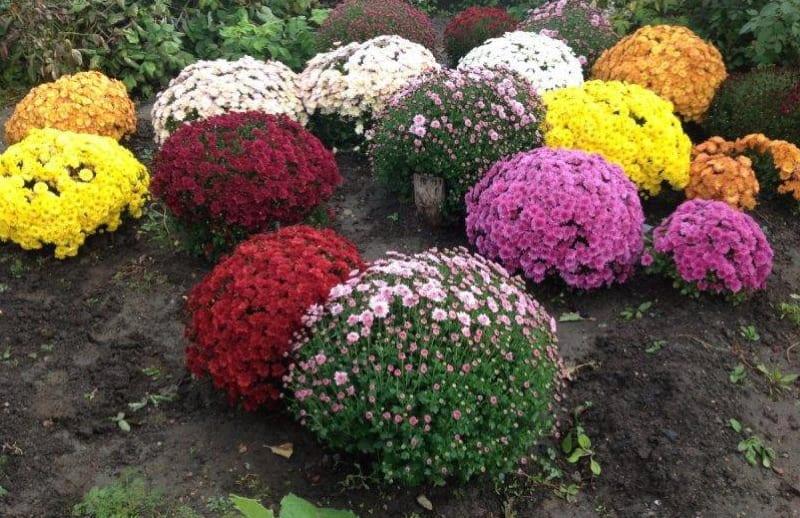 when to plant chrysanthemums in autumn