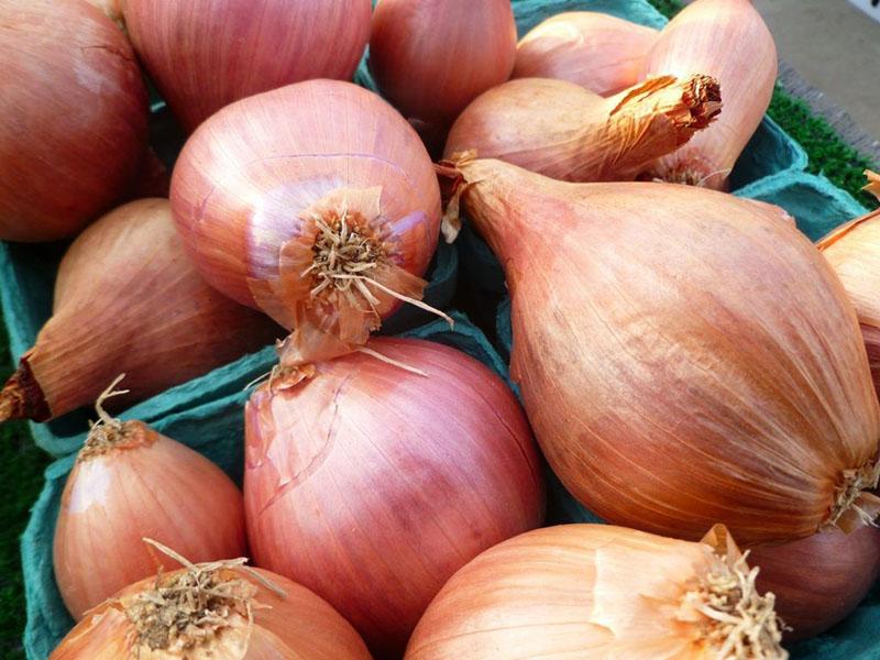 onion family