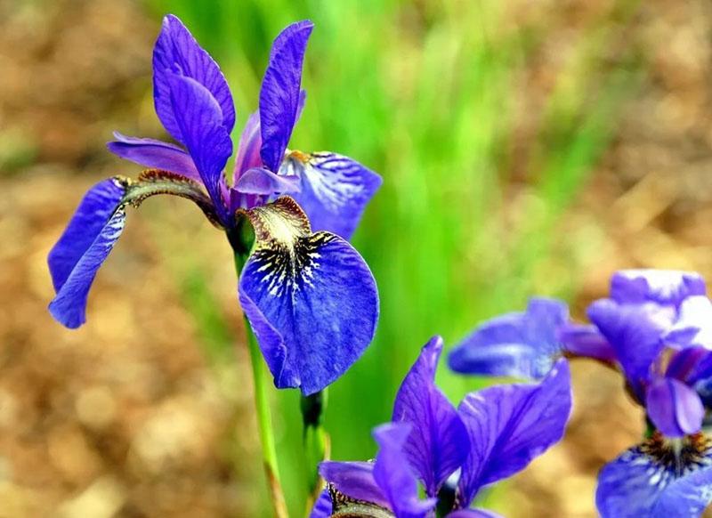 lys blomstring af sibirisk iris