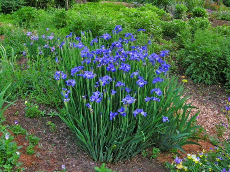 Siberische iris in het landschap