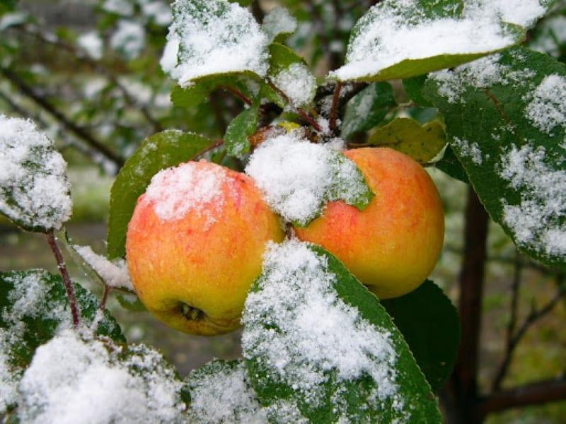 късни сортове ябълки със снимка и име
