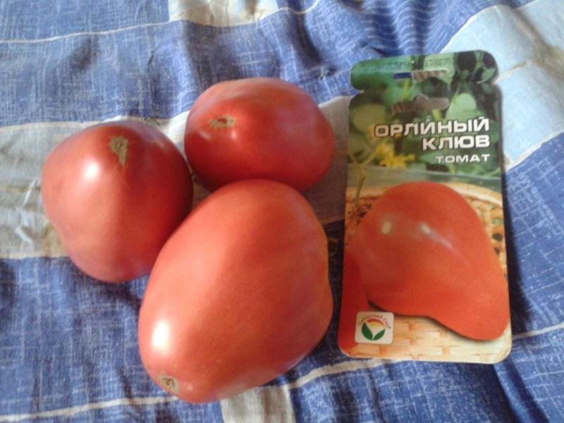 pomidorų erelio snapo apžvalgų nuotrauka