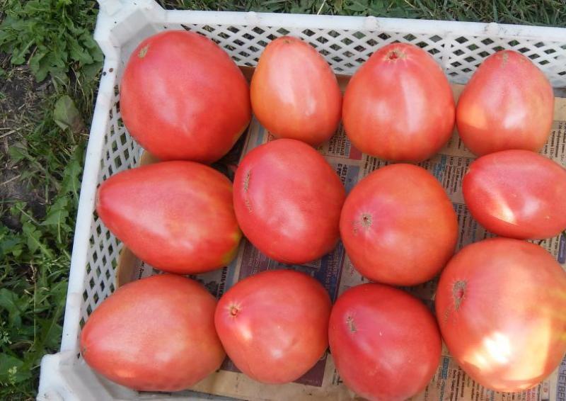 oogst tomaat adelaarssnavel