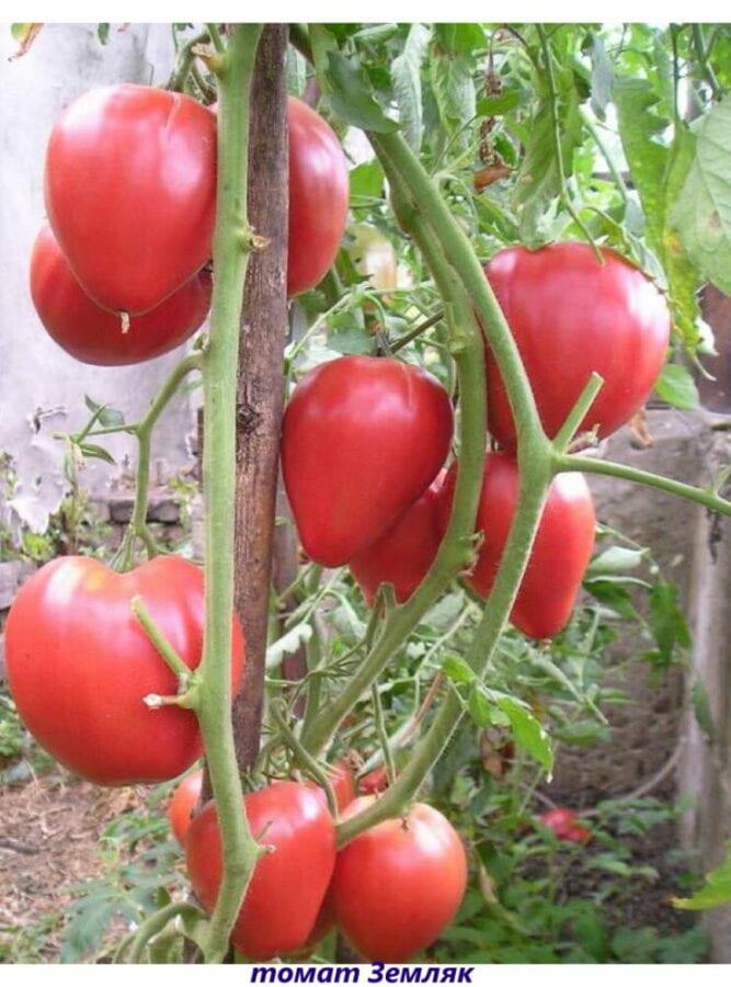 tomat landmand