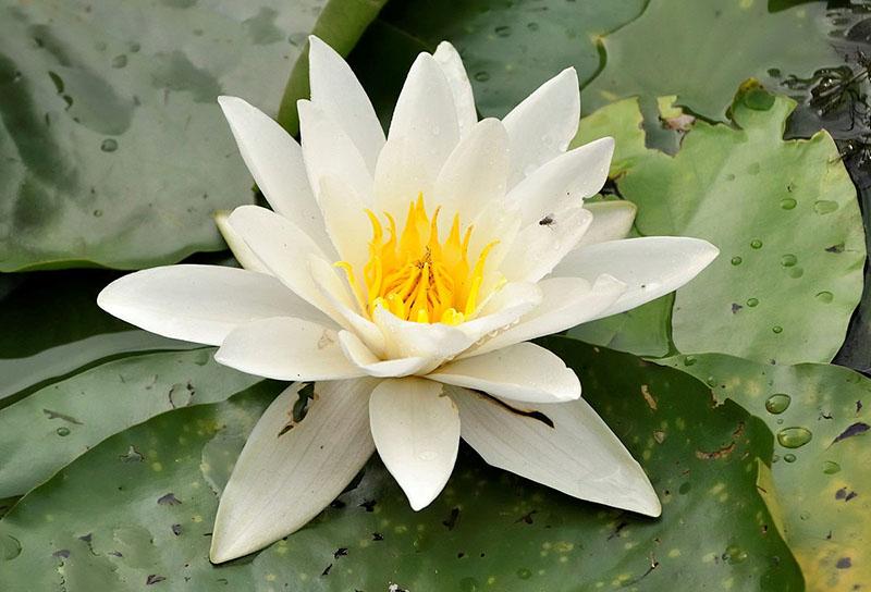 бяла водна лилия в езерцето