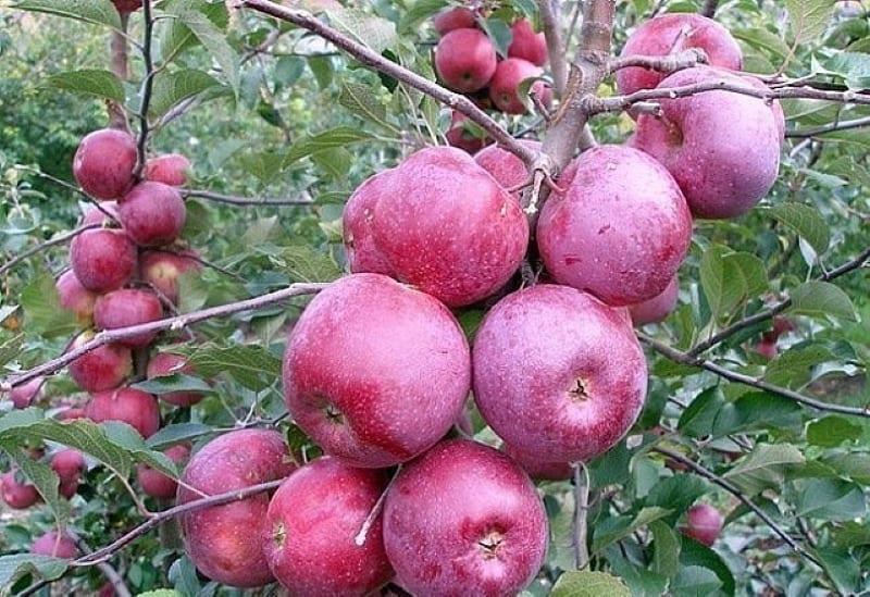 видове зимни ябълки