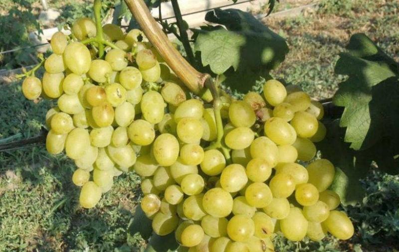 Galahad grape variety description