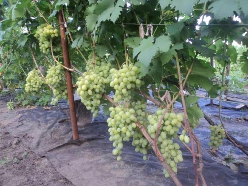 Krzew winogronowy Galahad