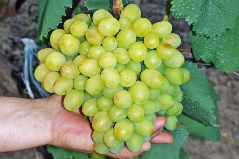 bunch of grapes galahad