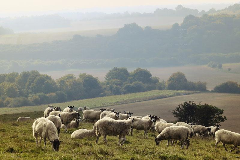 πρόβατα στο βοσκότοπο