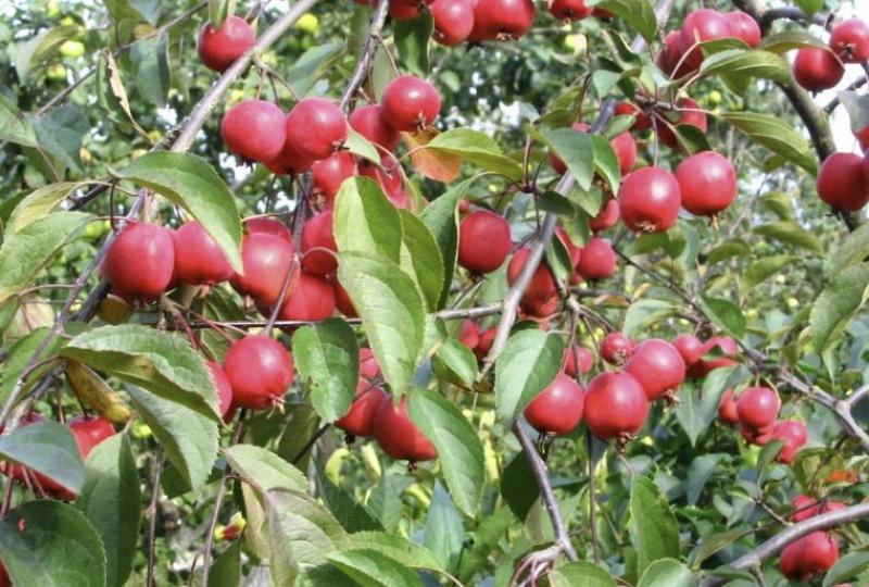 jablkové plody nedzvetsky