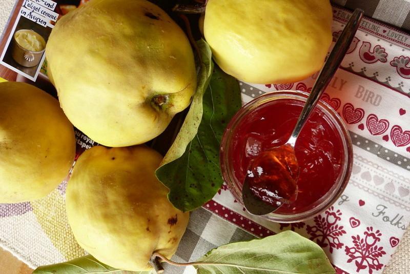 kosong dari quince untuk resipi musim sejuk