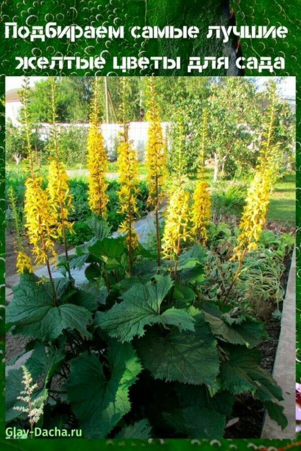 bunga kuning untuk kebun