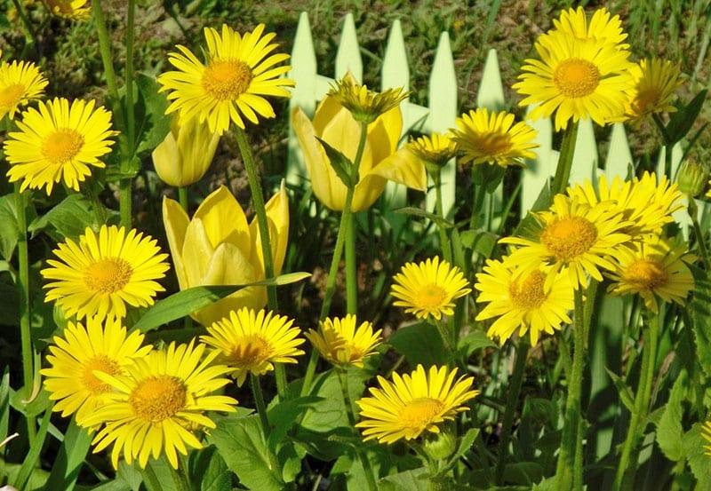 išskirtinės geltonos gėlės sodui