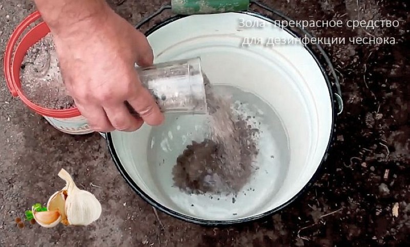 soaking garlic in ash lye before planting