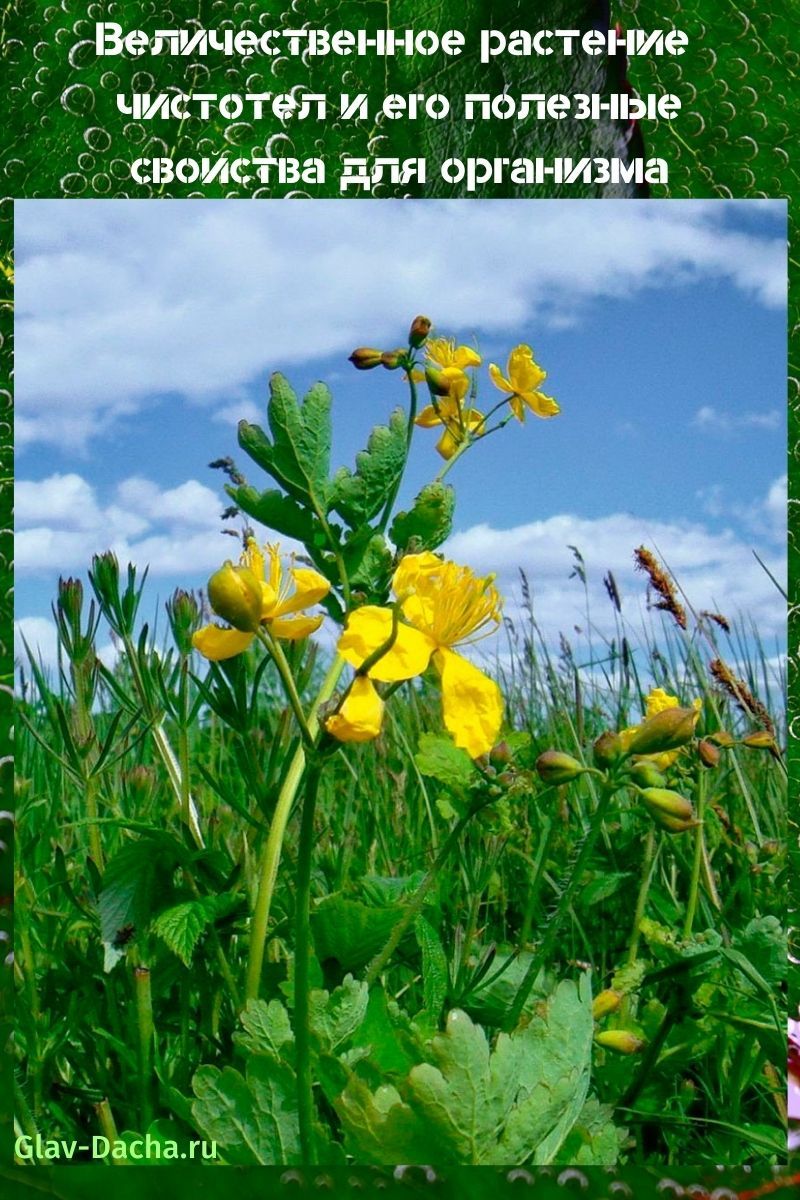 celandine and its beneficial properties