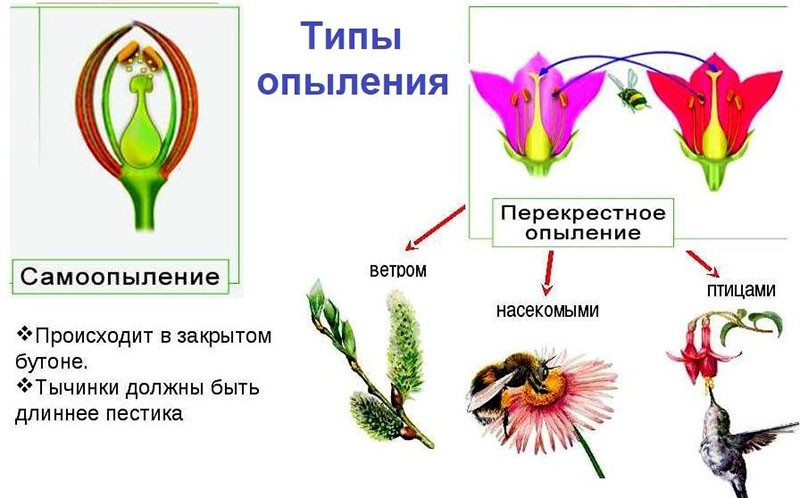 tipuri de polenizare