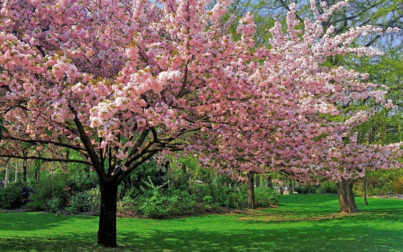 kvitnúce stromy v záhrade