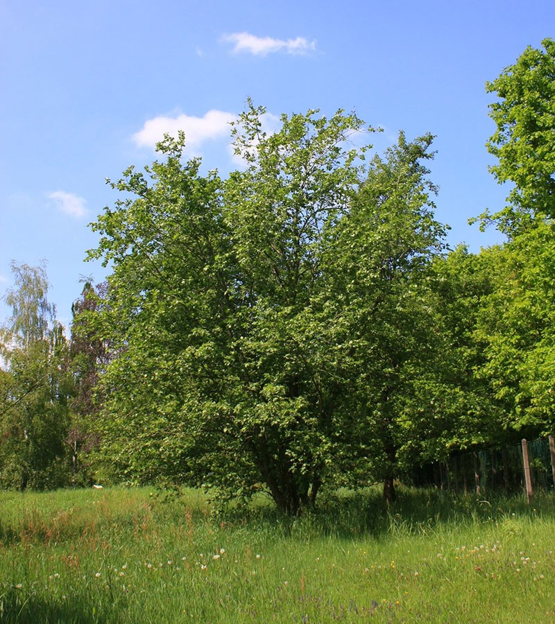alder tree in nature