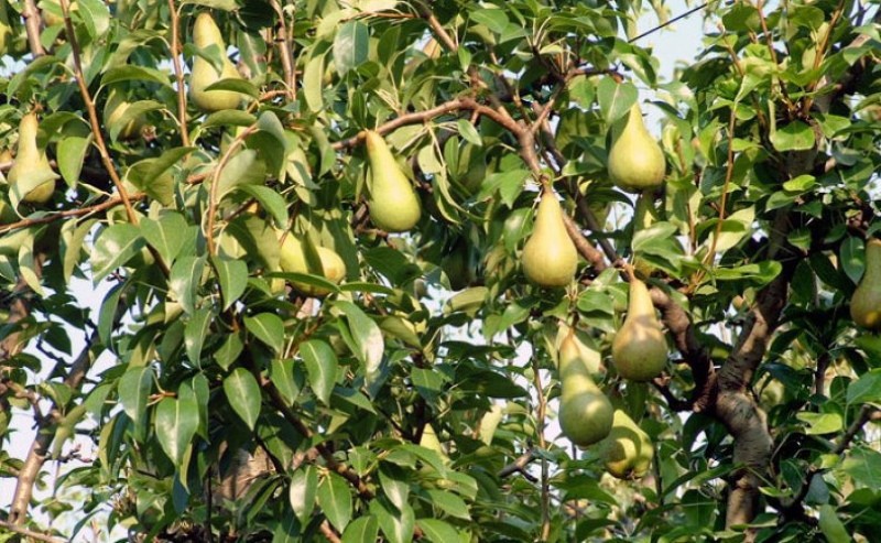 kriaušės medžio abato vaisius