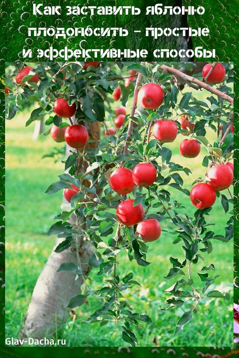 kā padarīt ābolu nest augļus