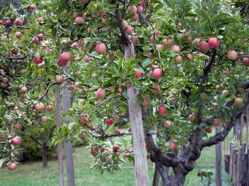 why apple trees bear fruit in a year