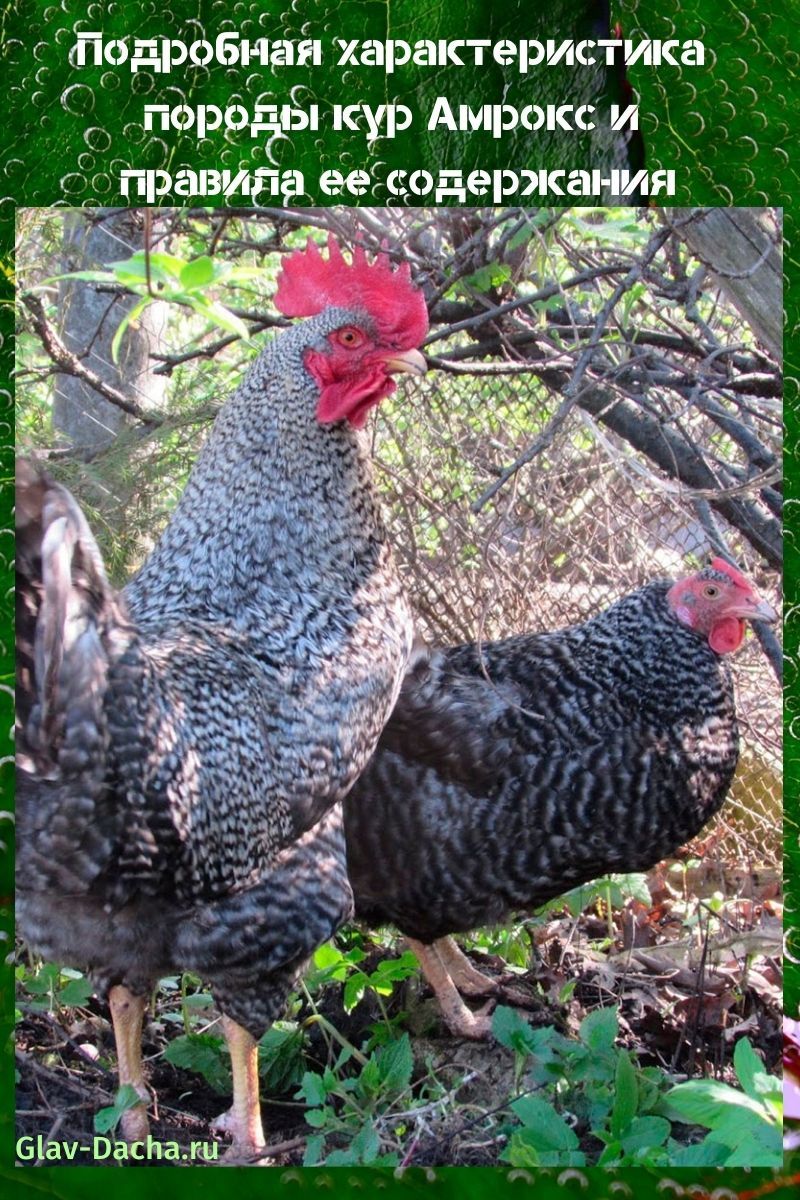 характеристики на породата пилета Amroks