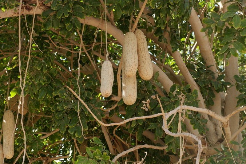 photo d'arbre à saucisses et description