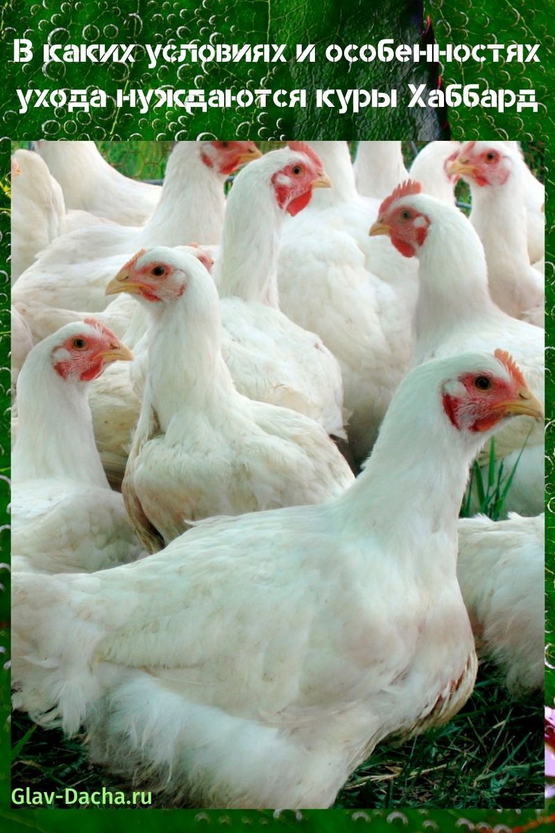 Hubbard kyllinger