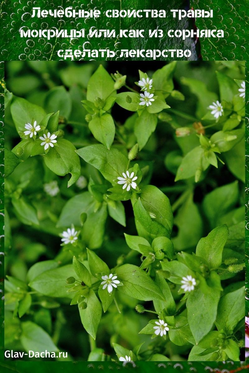 medicinal properties of woodlice herb