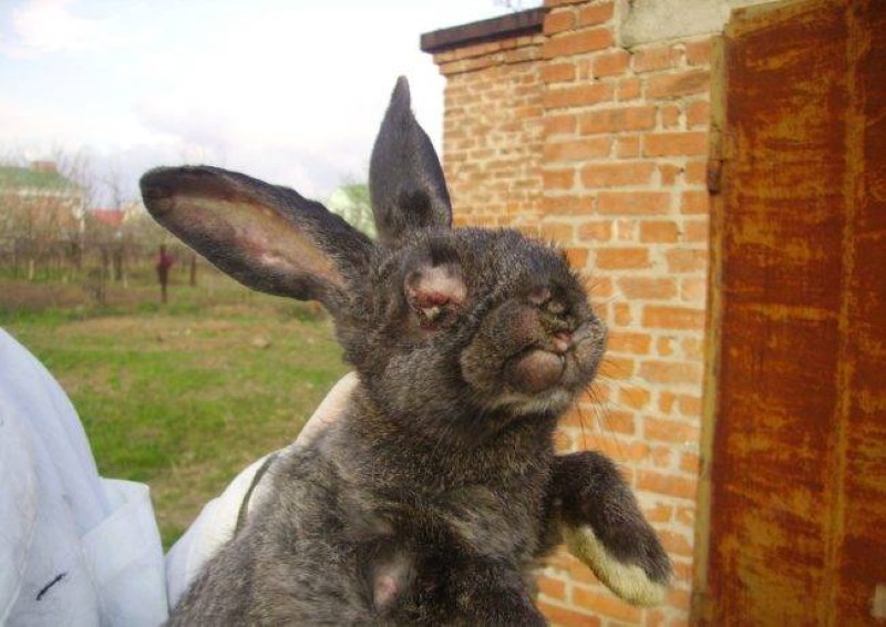 evde tavşan tedavisinde miksomatoz