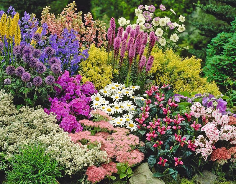 ดอกไม้ยืนต้นสำหรับเทือกเขาอูราล