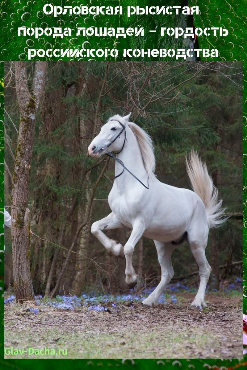 Ориолска касачка пасмина коња