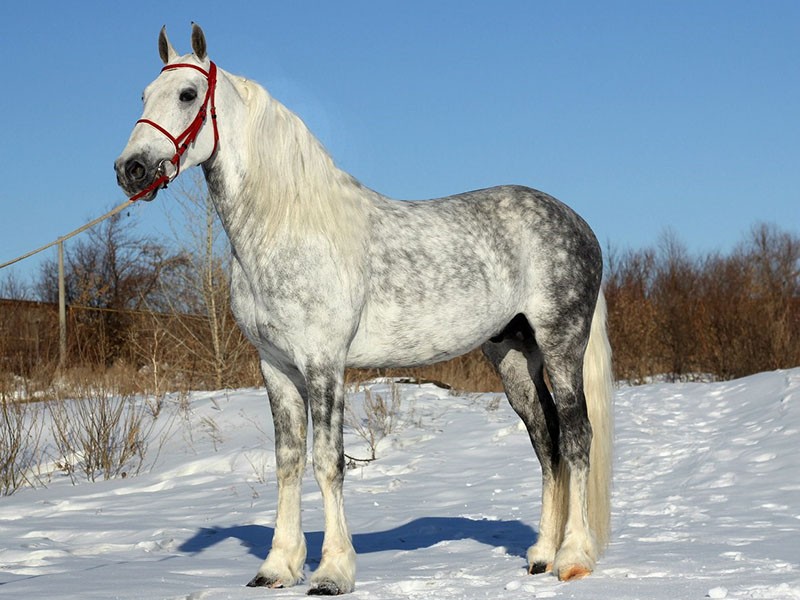 Orlov häst